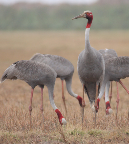 Sarus cranes in Tram Chim National Park, Vietnam, one of the hotspots identified by the study (Credit: International Crane Foundation)