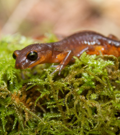 Ensatina eschscholtzii salamander (Credit: Brian Gratwicke, via Flickr)