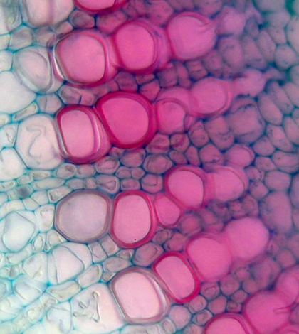 Xylem tissue in Lamium species (Credit: Micropix, via Wikimedia Commons)