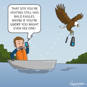 bald eagle