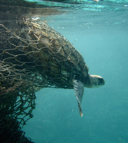 Sea turtle trapped in a fishing net (Credit: Doug Helton/NOAA)