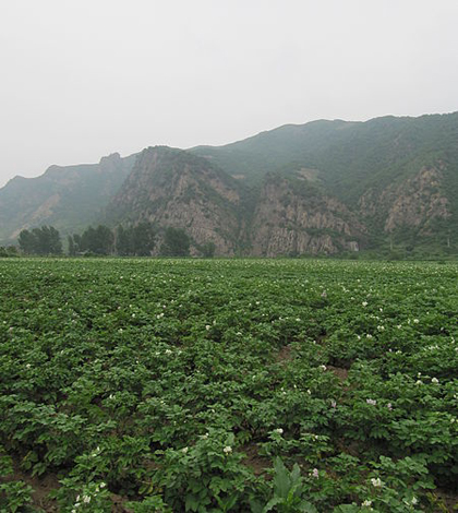 Chinese farmland (Credit: Laika ac, via Wikimedia Commons)