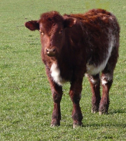 Beef shorthorn calf (Credit: Cgoodwin, via Wikimedia Commons)