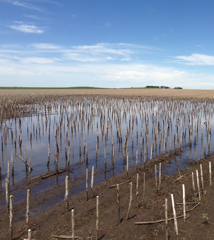 A cropland playa that been planted through (Credit: Dale Daniel)