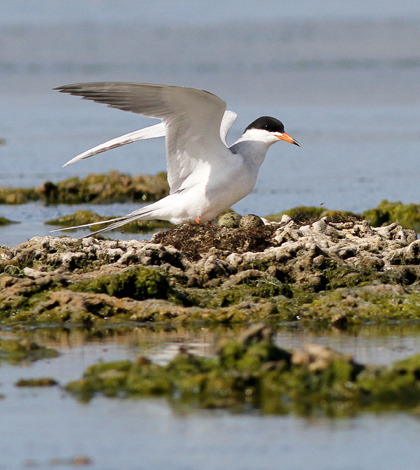 A nesting Foster's tern, the seabird species chosen for the Coastal Conservation Action Lab's acoustic monitoring study (Credit: Abe Borker)