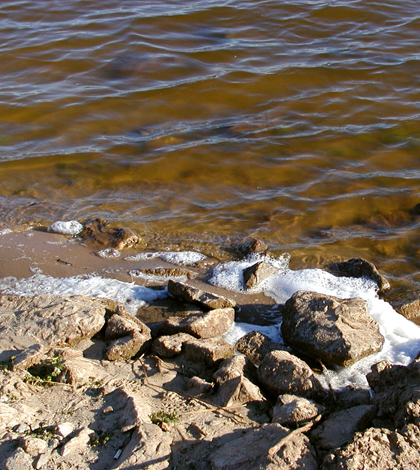 A golden algae bloom on Lake Texoma induced a fish kill (Credit: Oklahoma Department of Wildlife Conservation)