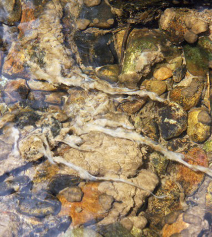 Didymo streamers in West Brush Creek, Colorado (Credit: Brad Taylor)