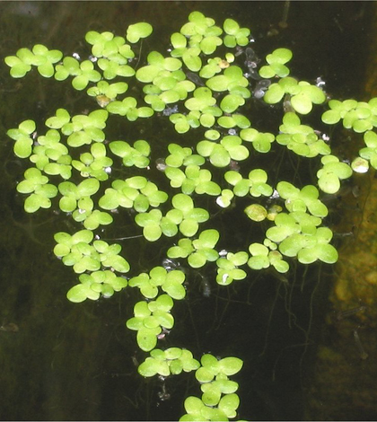 Duckweed (Photo via Wikimedia Commons)