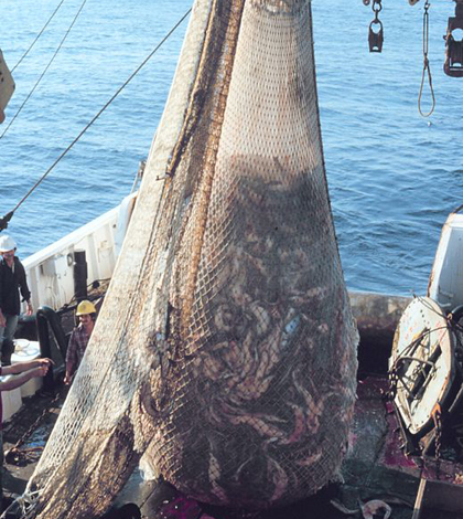 Cod end of the trawling net just before discharging fish on deck during stock assessment surveys. (Credit: Robert Pawlowski/NOAA Corps)