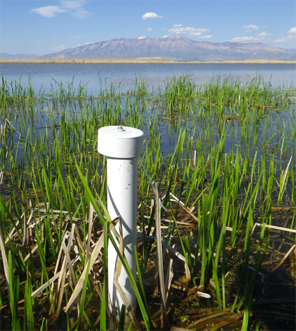 A monitoring well in a Great Salt Lake wetland (Credit: Rebekah Downard)