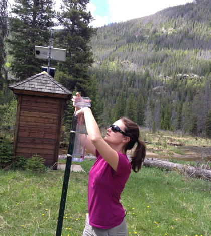Rainfall samples collected in watershed with trees killed by mountain pine beetles helped parse out streamflow sources (Credit: Lindsay Bearup)