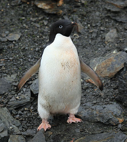 Adelie penguin (Credit: Liam Quinn, via Wikimedia Commons)