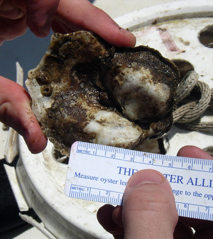 Measuring an oyster from a restoration project in Eastern Bay (Credit: NOAA)
