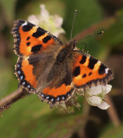 A British tortoiseshell butterfly (Credit: Steve Childs, via Flickr)