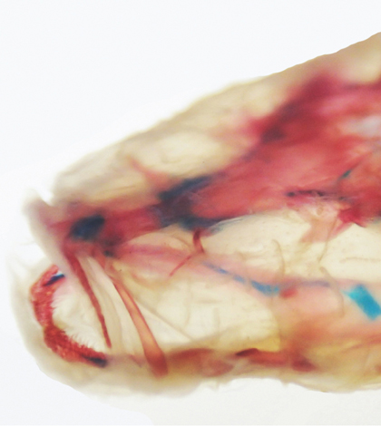 Image of a cleared and stained Hoosier cavefish, showing a lack of eye or a clearly defined bony orbit.