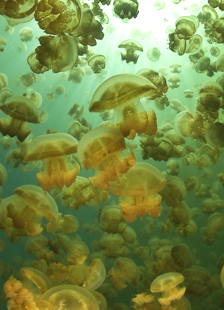 Golden jellyfish (Mastigias) jellyfish in Jellyfish Lake, Palau (Credit: Chris Lubba)