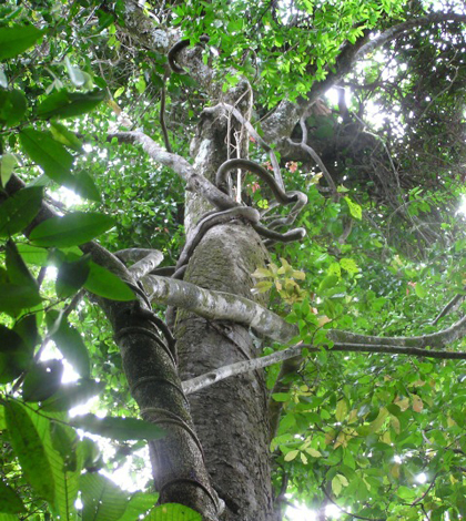 Lianas vines climbing a tree (Credit: S.A. Schnitzer)