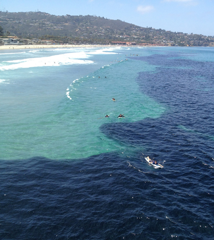 A giant school of anchovies off the coast of La Jolla, Calif. (Credit: Scripps Institution of Oceanography)