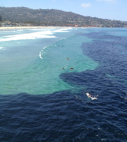 A giant school of anchovies off the coast of La Jolla, Calif. (Credit: Scripps Institution of Oceanography)