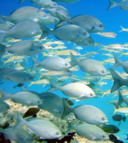 Tropical chubs are among the range-shifting, kelp-eating species (Credit: Dwayne Meadows, NOAA/NMFS/OPR)