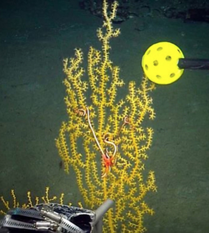 An ROV view of a coral imaging process. The yellow Wiffle Ball in the frame is used for scale. (Credit: Image: Sea Research Foundation, Inc.)
