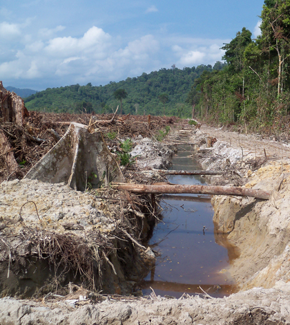 Land being clearing and drained for oil palm plantation development in West Kalimantan, Indonesian Borneo (Credit: Kimberly Carlson)