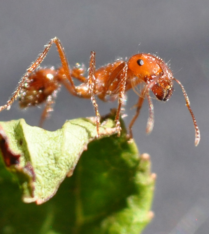 Fire ant (Credit: Rick Hagerty, via Flickr)