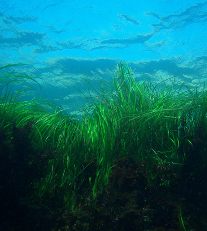 Seagrass growing in the Channel Islands National Marine Sanctuary (Credit: Claire Fackler/ NOAA CINMS)