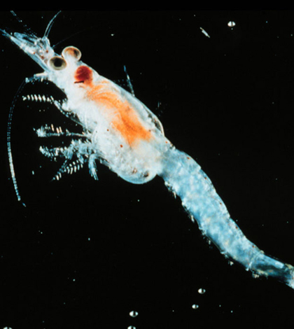 Mysis diluviana in an important trophic link between Lake Superior's benthic and planktonic food webs. (Credit: NOAA, via Wikimedia Commons)