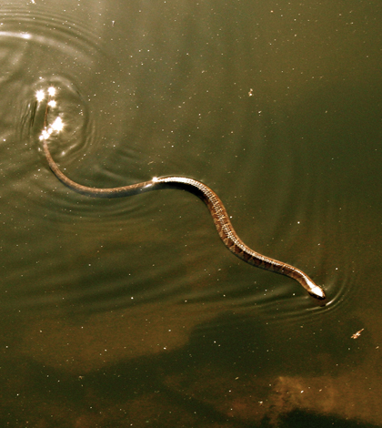 Southern water snake (Credit: Harry Alverson, via Wikimedia)