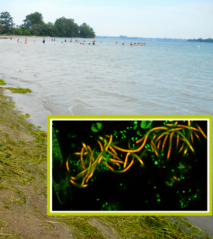 Strands of green algae were found protecting salmonella (green dots) from UV rays (Credit: University at Buffalo)