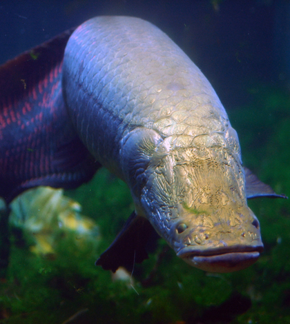 An arapaima at the National Zoo (Credit: Jeff Kubina, via Flickr)