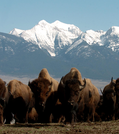 Bison on the National Bison Range in Montana (Credit: U.S. Fish and Wildlife Service, via Flickr)