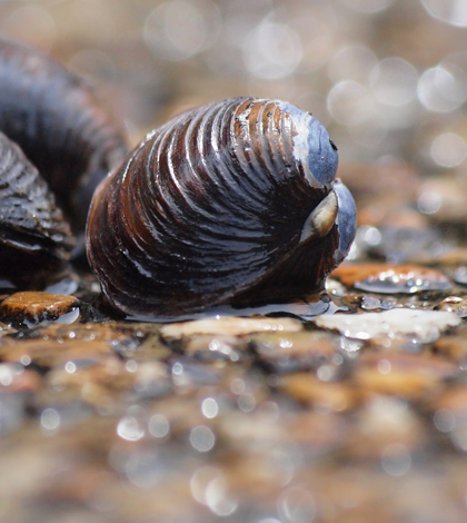Clam shells (Credit: coniferconifer, via Flickr)