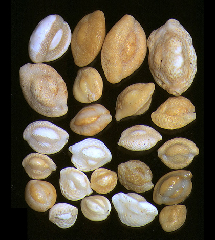 A sample of foraminifera from the Indian Ocean (Credit: Psammophile, via Wikimedia Commons