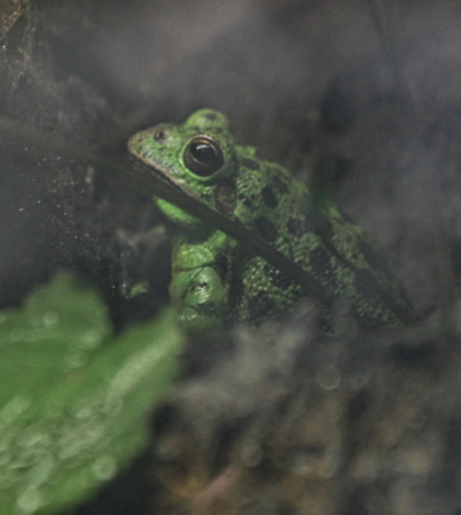 The Barking tree frog was one of the speices only found calling in the study's relatively natural reference sites. (Credit: Cliff, via Flickr)
