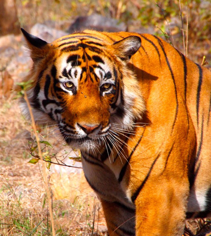 Tiger in Ranthambore National Park, India (Credit: Björn Ognibeni, via Flickr)