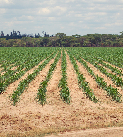 Maize growing in Zambia (Credit: Lyndon Estes)