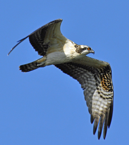 An osprey in flight in Oxford, Michigan. (Credit: Rodney Campbell, via Flickr)