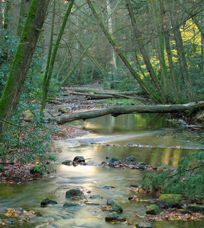 Standing Stone Creek, Huntingdon County, within the Alan Seeger Natural Area of Rothrock State Forest. (Credit: Nicholas A. Tonelli, via Flickr)