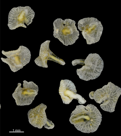 Preserved Dendrogramma specimens (Credit: Jean Just, Reinhardt Møbjerg Kristensen, Jørgen Olesen, via Wikimedia Commons)