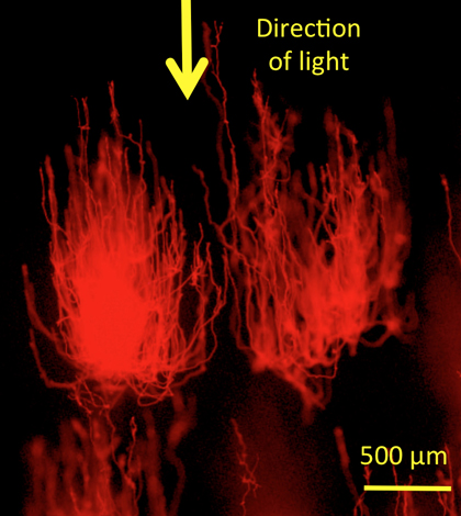 The image shows that the sampled cyanobacteria cells grow toward the light when light is provided only from above. (Credit: Igor I. Brown, a research fellow at NASA JSC)