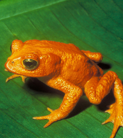 The extinct golden toad (Credit: US FWS via Wikimedia Commons)