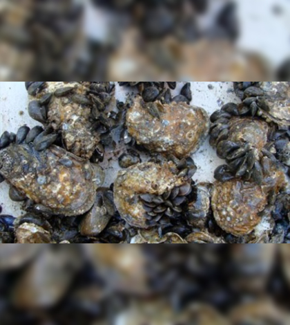 Hooked mussels (smaller shells) are common inhabitants of oyster-reef habitats in Chesapeake Bay (Credit: Chris Judy/ Maryland DNR)