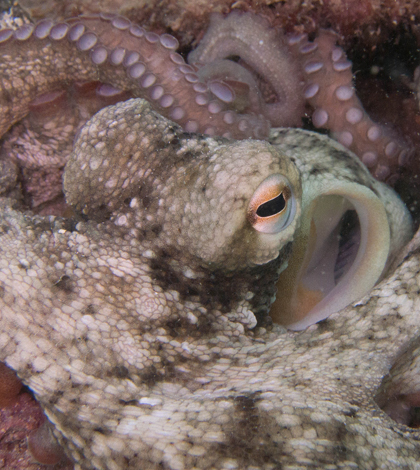 The common Sydney octopus, also known as the gloomy octopus (Credit: Matthias Liffers, via Flickr/CC BY 2.0)