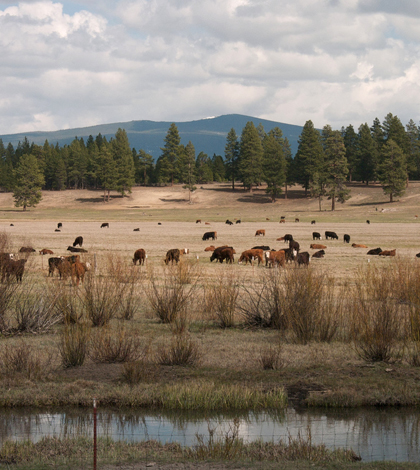 Grazing at Klamath Marsh (Credit: Sam Beebe, via Flickr)