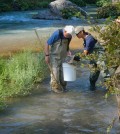 Peter Moyle and Cameron Reyes collecting fish on the McCloud River in the Sierra Nevada (Credit: UC Davis Watershed Sciences Center)