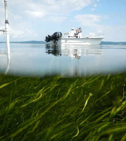 On the water over the seagrass of the Susquehanna Flats (Credit: Cassie Gurbisz)