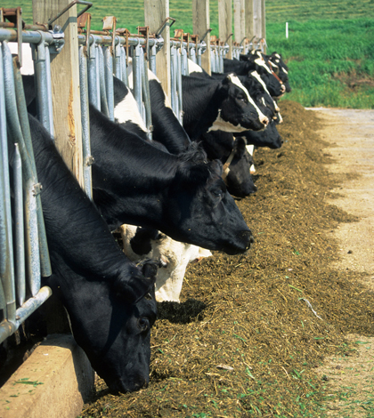 Cows in stalls at a concentrated animal feeding operation in Wisconsin (Credit: Wisconsin DNR, via Flickr)