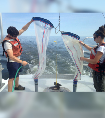 Adam Wickline and Corie Charpentier rinsing down the zooplankton sample after the plankton net has been recovered (Credit: Heather Cronin)